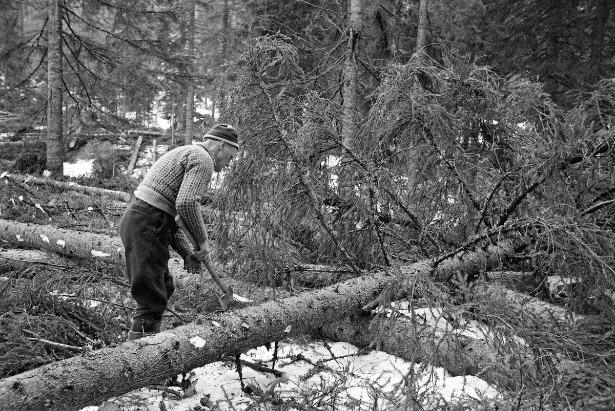 Skogsarbeider Gustav Tallakstad (1911-1982) fra Lardal i Vestfold, fotografert i arbeid i Treschow-Fritzøes skog på Akerholt i Lardal under den store hogstundersøkelsen i 1965.  Da dette bildet ble tatt kvistet Tallakstad ei gran ved hjelp av øks.  Han arbeidet i klær som var typiske for skogsarbeidere av hans generasjon.  Tallakstad var kledd i vadmelsbukser og ullgenser («islender»).  På hodet bar han ei topplue av ull og på beina hadde han langskaftete gummistøvler.  Den nevnte hogstundersøkelsen ble først og fremst gjort for å kartlegge arbeidsprestasjoner ved avvirkning av gran og furu av ulike dimensjoner, i forskjellig terreng, under vekslende klimatiske forhold og med varierende bearbeiding av stokkene i skogen.  Hovedmålet var å definere normalprestasjoner knyttet til aktuelle driftsopplegg, som et faktagrunnlag for tarifforhandlingene i skogbruket.  Men forskerne viste også en viss interesse for den fysiologiske anstrengelesene som lå bak arbeidsprestasjonene.  Norsk Skog- og Landarbeiderforbund og Skogbrukets Arbeidsgiverforening hadde oppnevnt hver sin «typearbeider», som skulle delta i undersøkelsene på mange forsøksfelt rundt i landet.  Gustav Tallakstad var den mannen Skog og Land valgte som «sin» typearbeider.