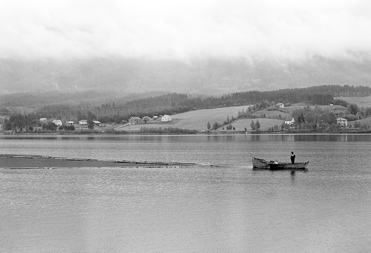 Tømmerfløting på Lomnessjøen i Ytre Renalen i 1981.  Fotografiet er tatt fra innsjøens vestre bredd, like nord for Kvernnesodden.  Ute på vannspeilet ser vi en av varpebåtene som ble brukt til å slepe ringbommer fra Hornsetlensa i nordenden hit til sørenden, der bommene ble åpnet slik at stokkene kunne flyte fritt videre nedover Åkrestrømmen mot neste innsjø, Storsjøen.