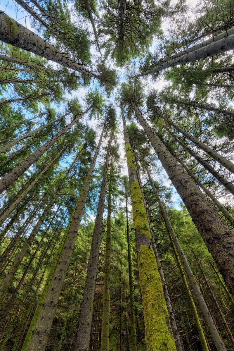 Fra Skog Med Sitkagran Picea Sitchensis I Stendadalen I Fana Ved 