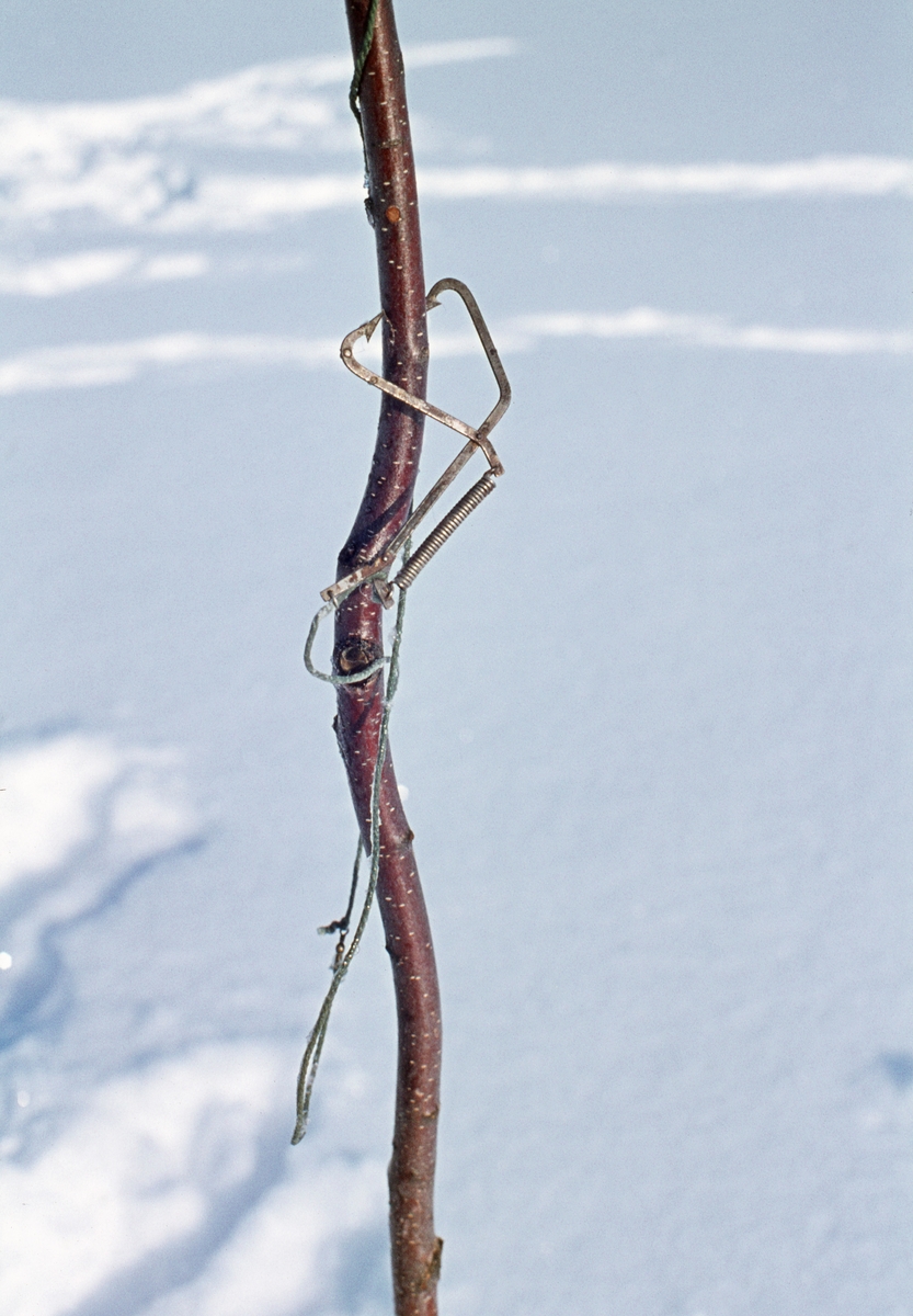 Fiskesaks, brukt til fangst av lake (Lota lota) på innsjøen Isteren i Engerdal i Hedmark vinteren 1977.  Her er saksa fotografert på ei bjørkeraje, som ble brukt som forankringspunkt under denne typen fangst.  Saksa besto av to metallkroker som var hengslet sammen med ei nagle og utstyrt med ei spiralfjær.  Agnfisken festes på den ene kroken.  Deretter spente fiskeren fjæra og gildret sakseleddene.  Nå fisken forsynte seg av agnet, klappet krokene sammen slik at den ble sittende fast.  Slike fiskesakser ble masseproduserte, og aller mest brukt til fangst av gjedde (Esox lucius).