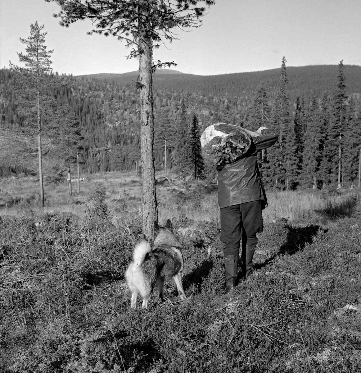 En elgjeger bærer etlår over skuldra, tett fulgt av hunden sin.  Fotografiet er tatt ei flate der det var gjensatt noen furuer som frøtrær.  Fotografiet ble tatt i traktene ved Rognvola i Stor-Elvdal høsten 1968.  Jegeren var medlem av jaktlaget til Borregaards skogsjef, Knut Torp.
