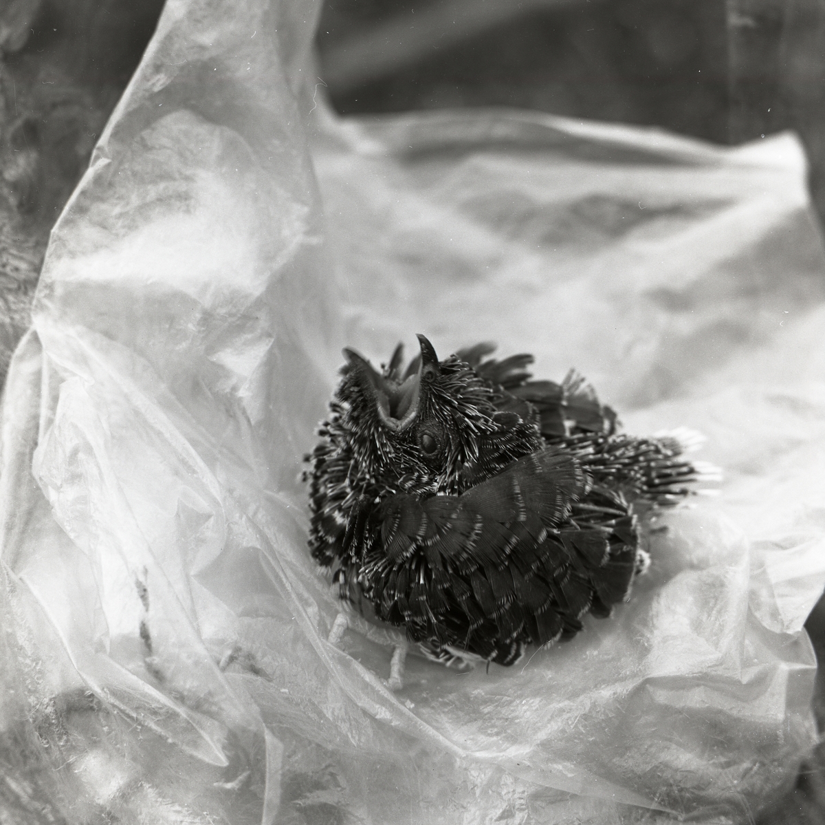 En gökunge ligger på plastpåse och skriker den 7 juli 1961.