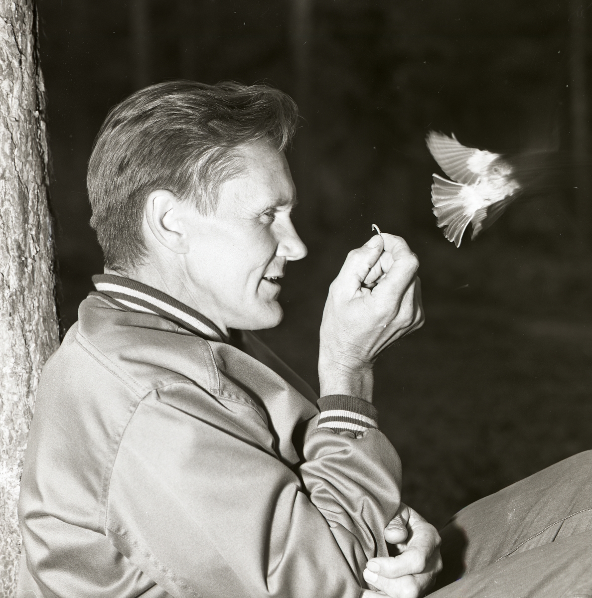 Hilding Mickelsson matar en grå flugsnappare, gökungens "fostermamma", den 3 juli 1961.