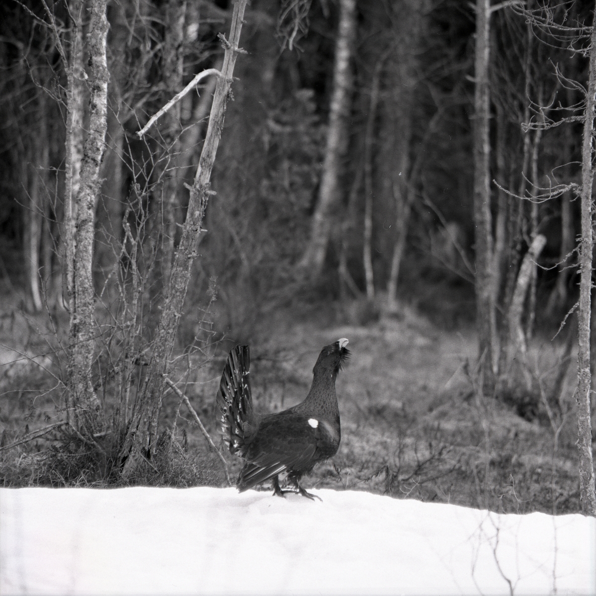 En tjäder spelar i skogen under våren 1975. Tjädern står på en snöfläck medan marken runtom är bar.