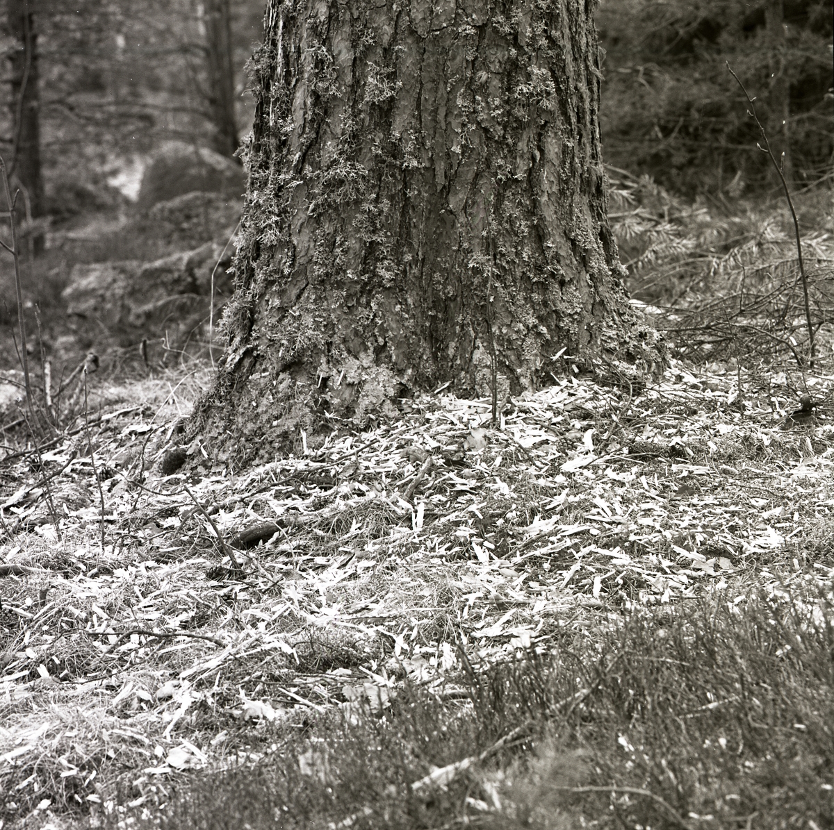 Trädspån nedanför en tall i Knyssla, april 1965.