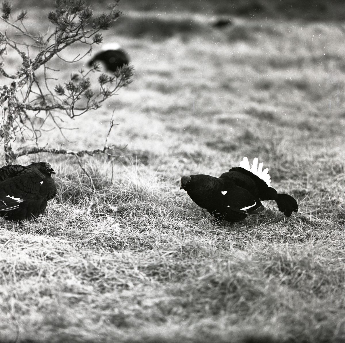 Spelande orrar i gräset bredvid en buske 19 april 1957.