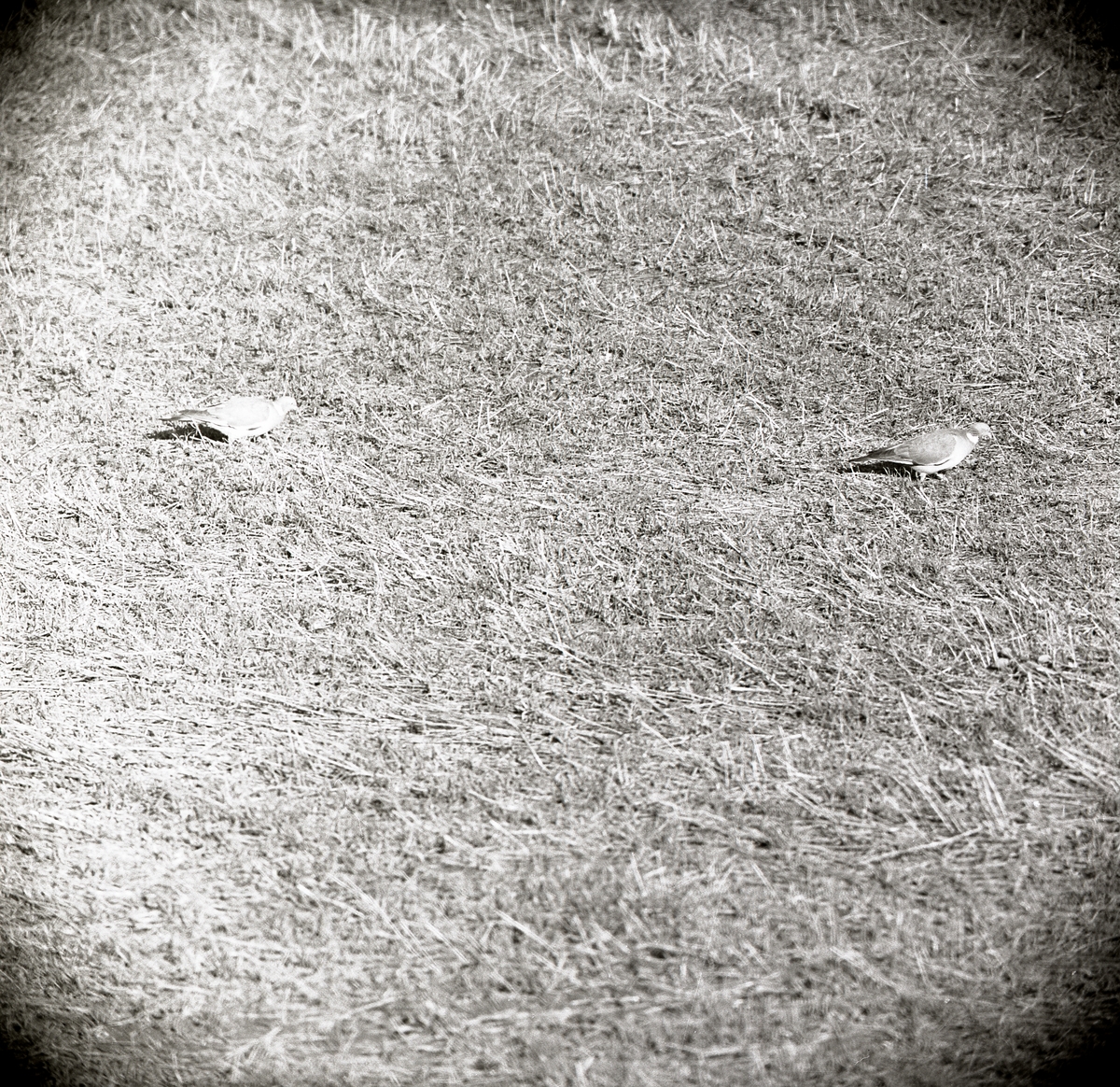 Två stycken ringduvor sitter i gräset i maj 1966.