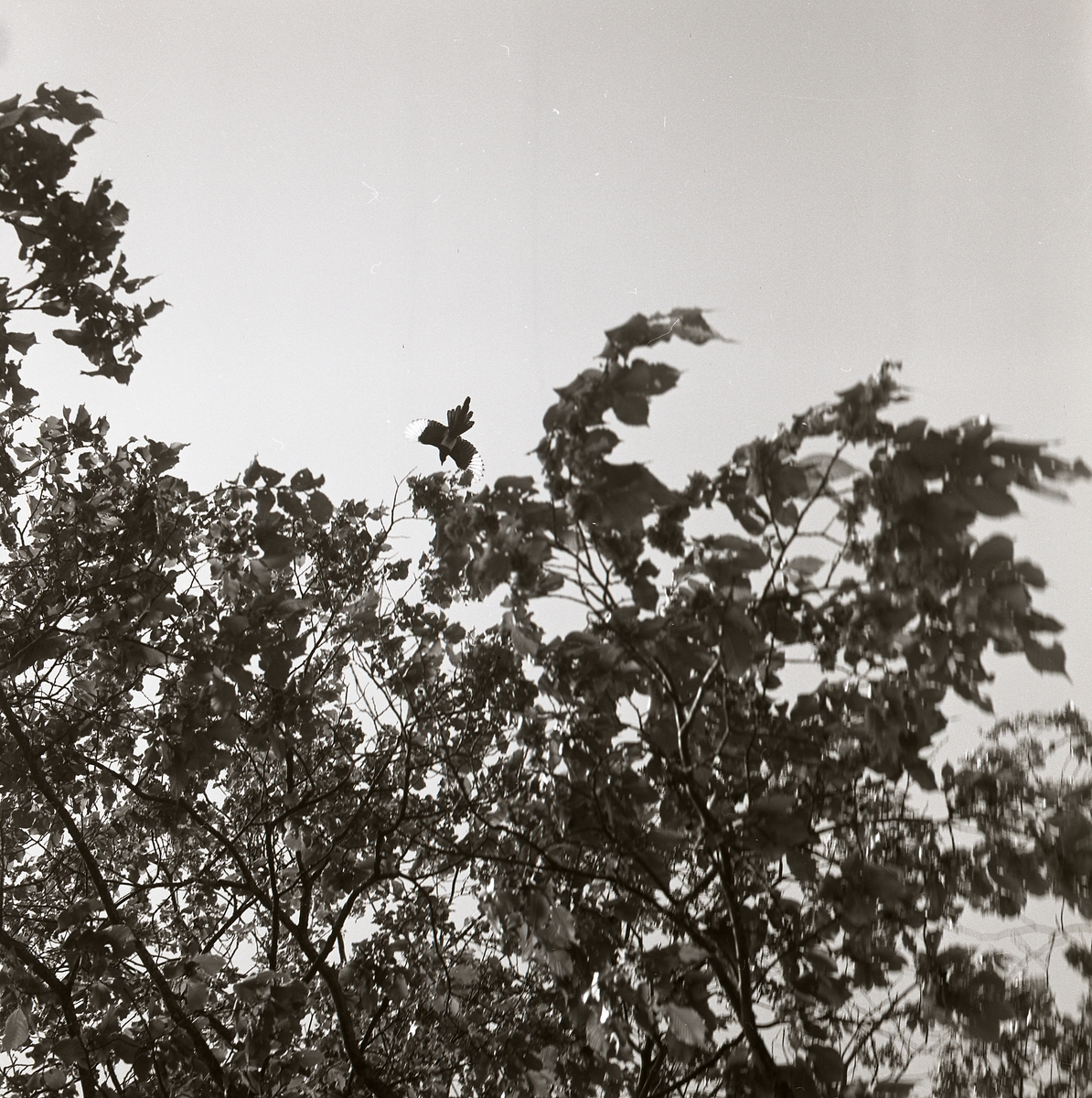 En skata flyger ovanför ett träd, sommaren 1969.