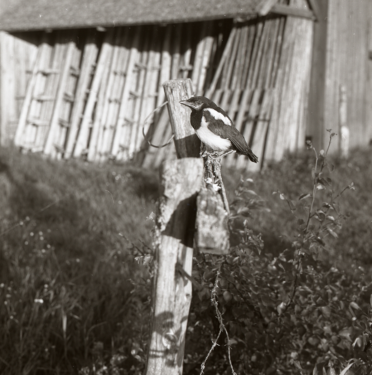 Skatunge på hage med en lada i bakgrunden, sommaren 1969.