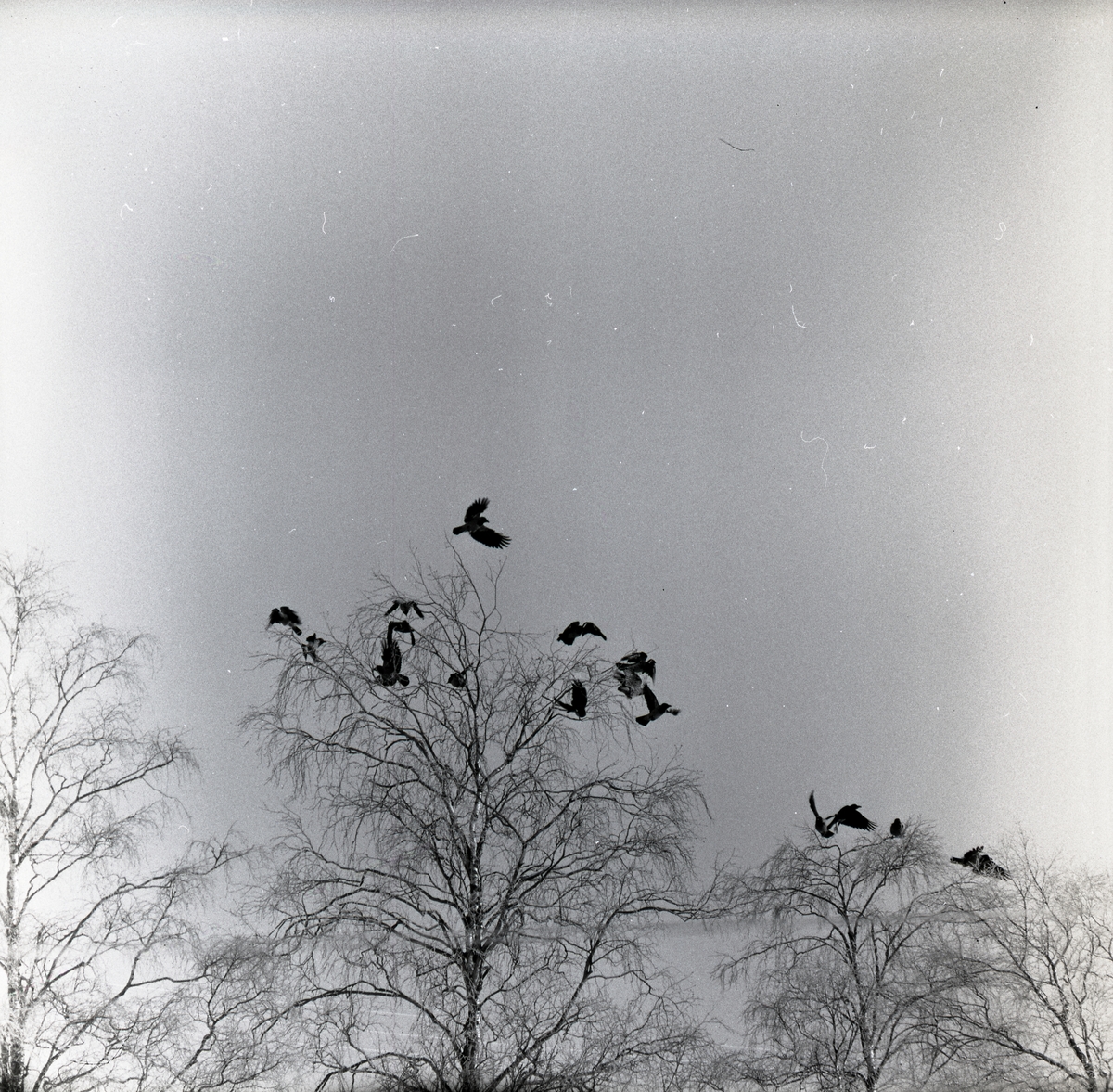 En flock kråkor samlade i ett par almar den 5 december 1956.
