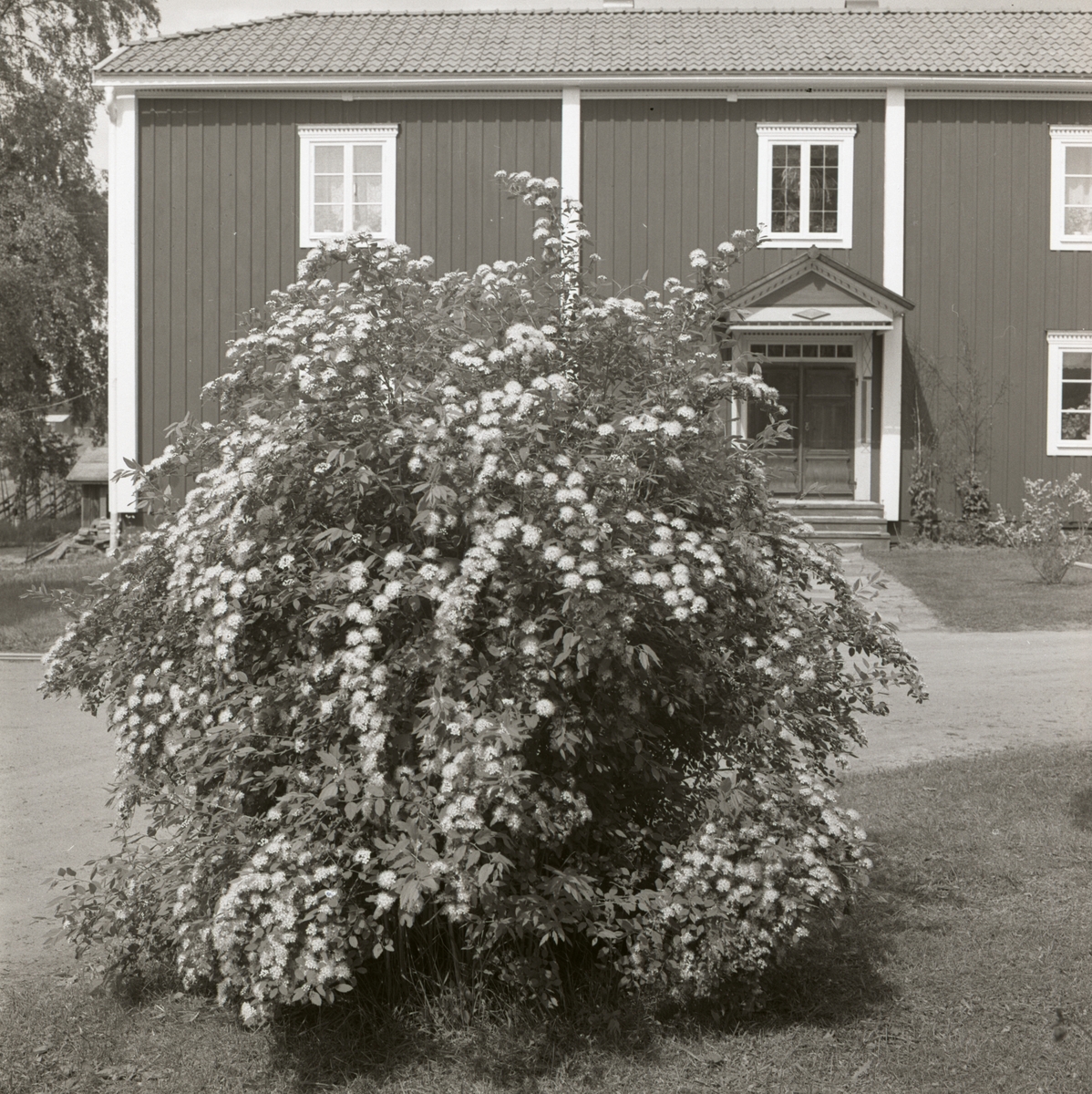 En blommande buske framför bostadshuset vid gården Sunnanåker, 1972.