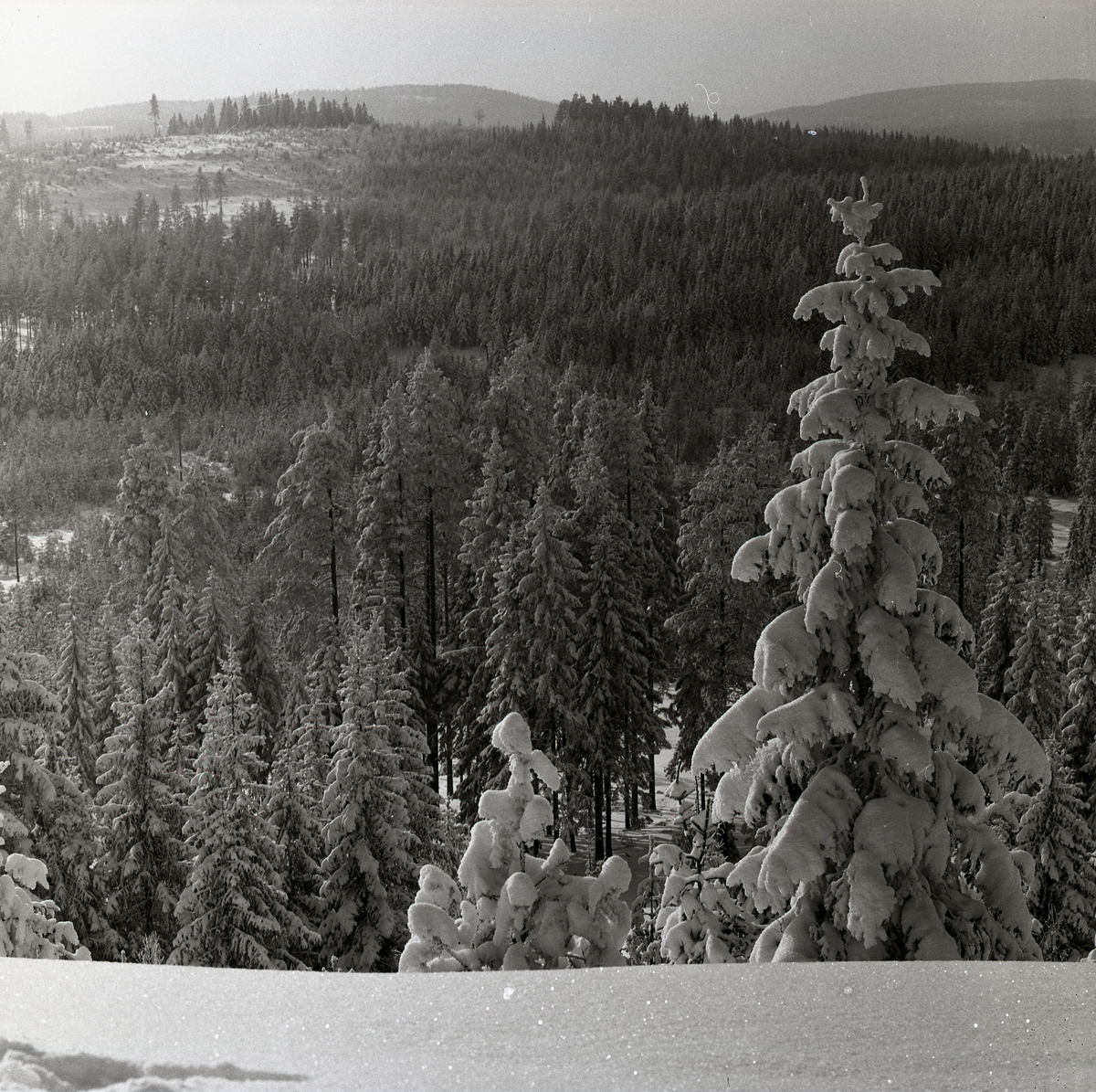 Mycket snö på skog och berg, Skogberget, 22 februari 1960.