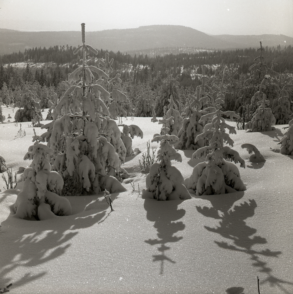 Snötyngda granar kastar skugga på snön, Skogberget 22 februari 1960.