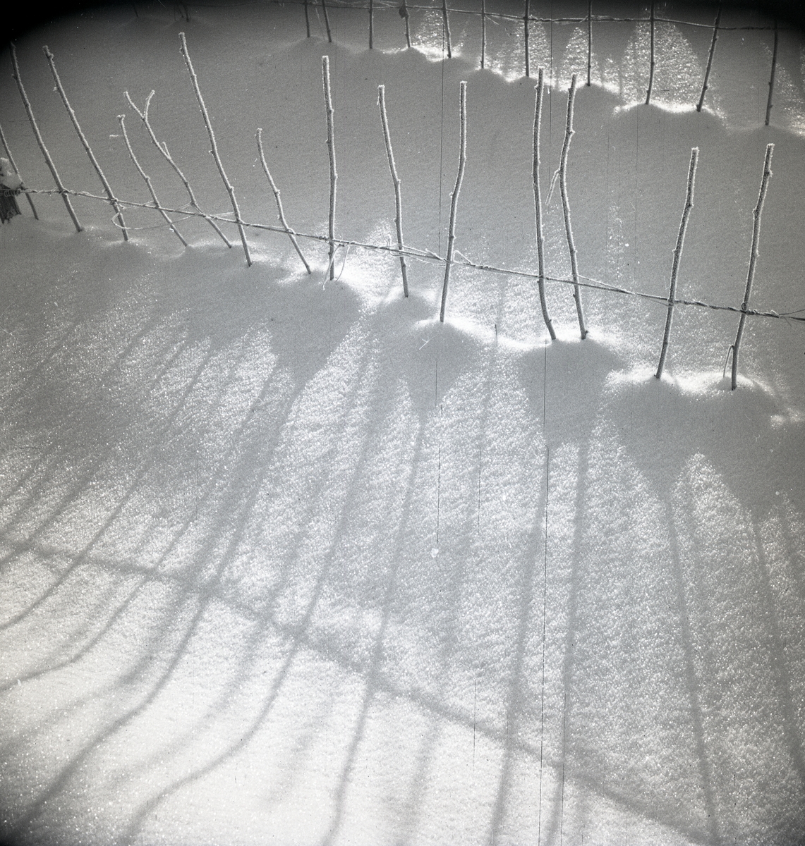 Snötäckta hallonbuskar som ger skuggor på snön i januari 1948.