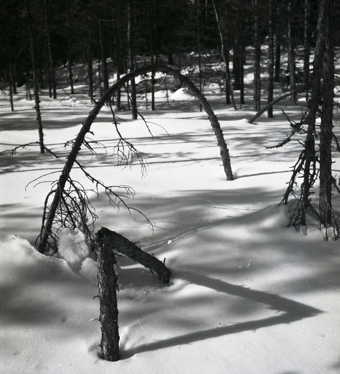Träd som blivit format som en båge och ger skuggmönster på snön, mars 1951.