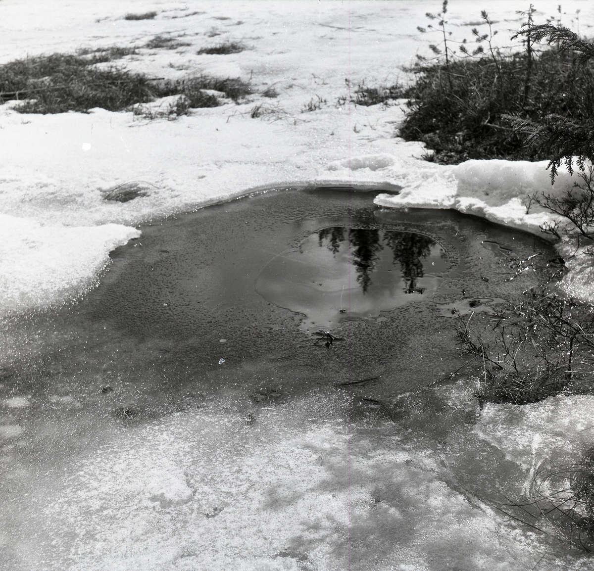En vattenkälla vid Svarttjärn i Rengsjö den 25 april 1954,