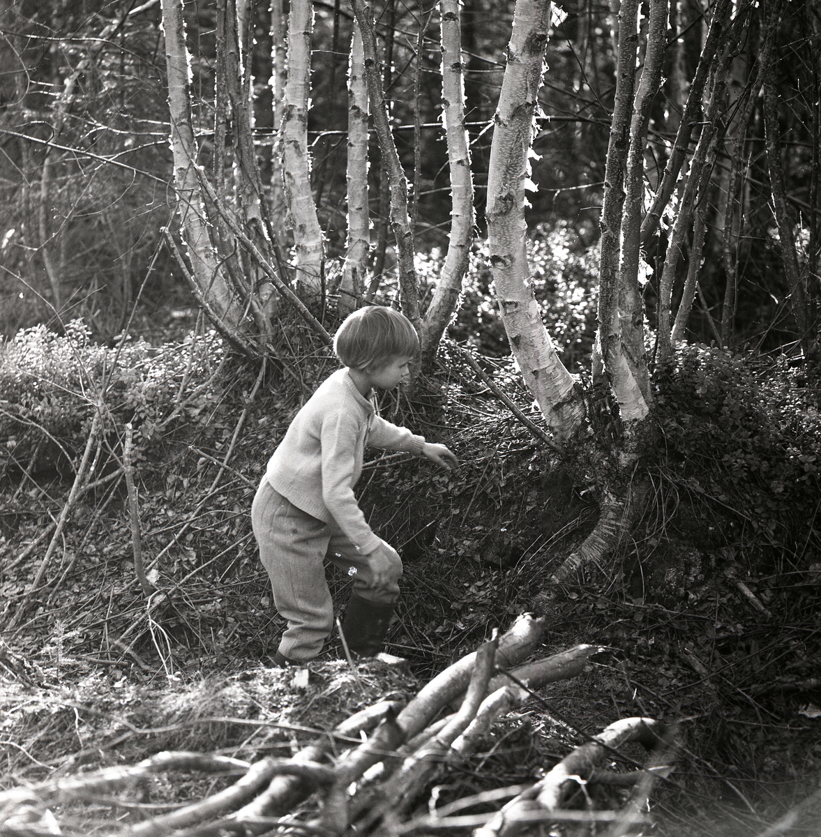 Ett flicka står bland björkar och ris i Hertsjö, maj 1963.