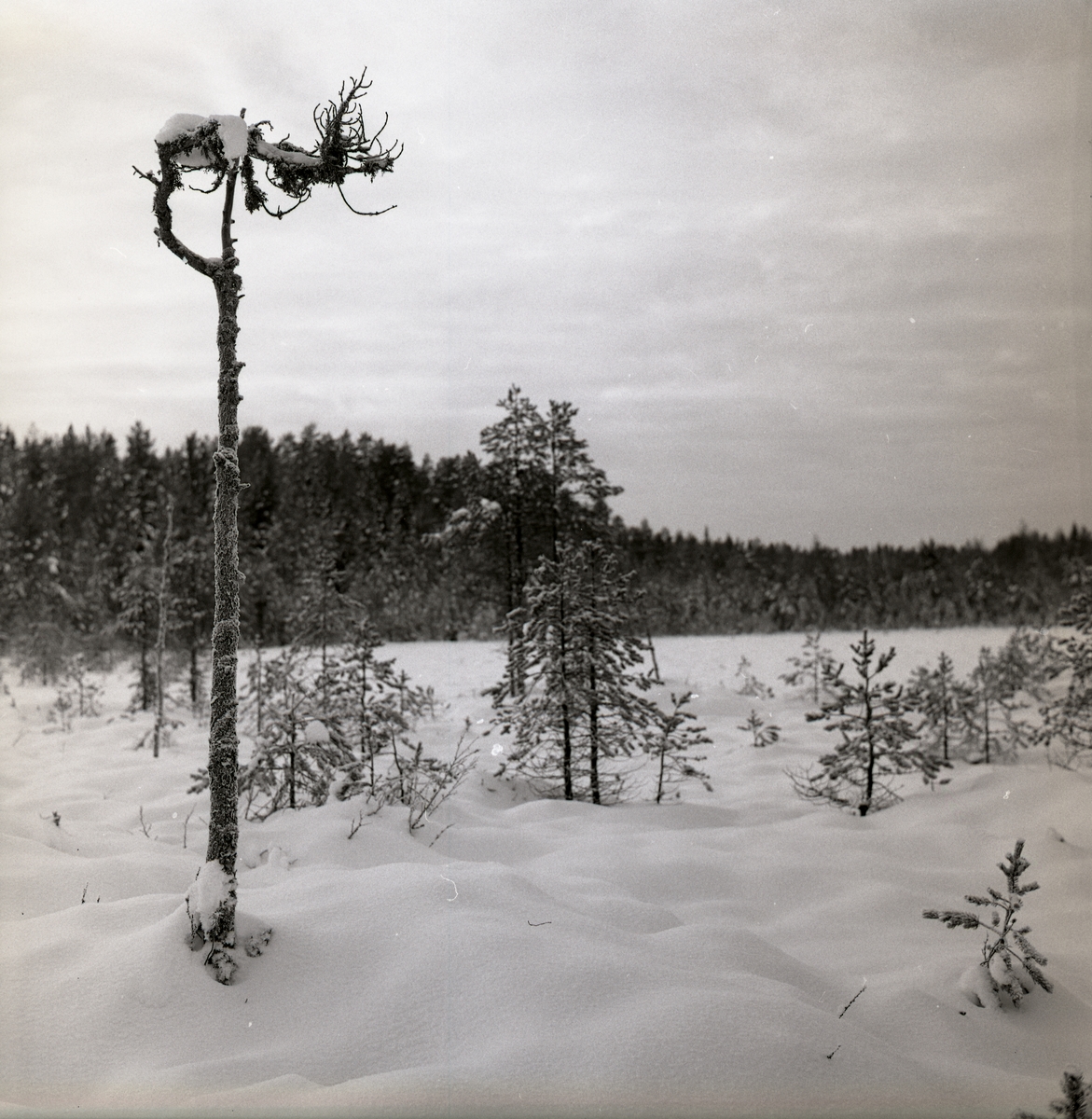 En kroktall på snöig myr, 1966.