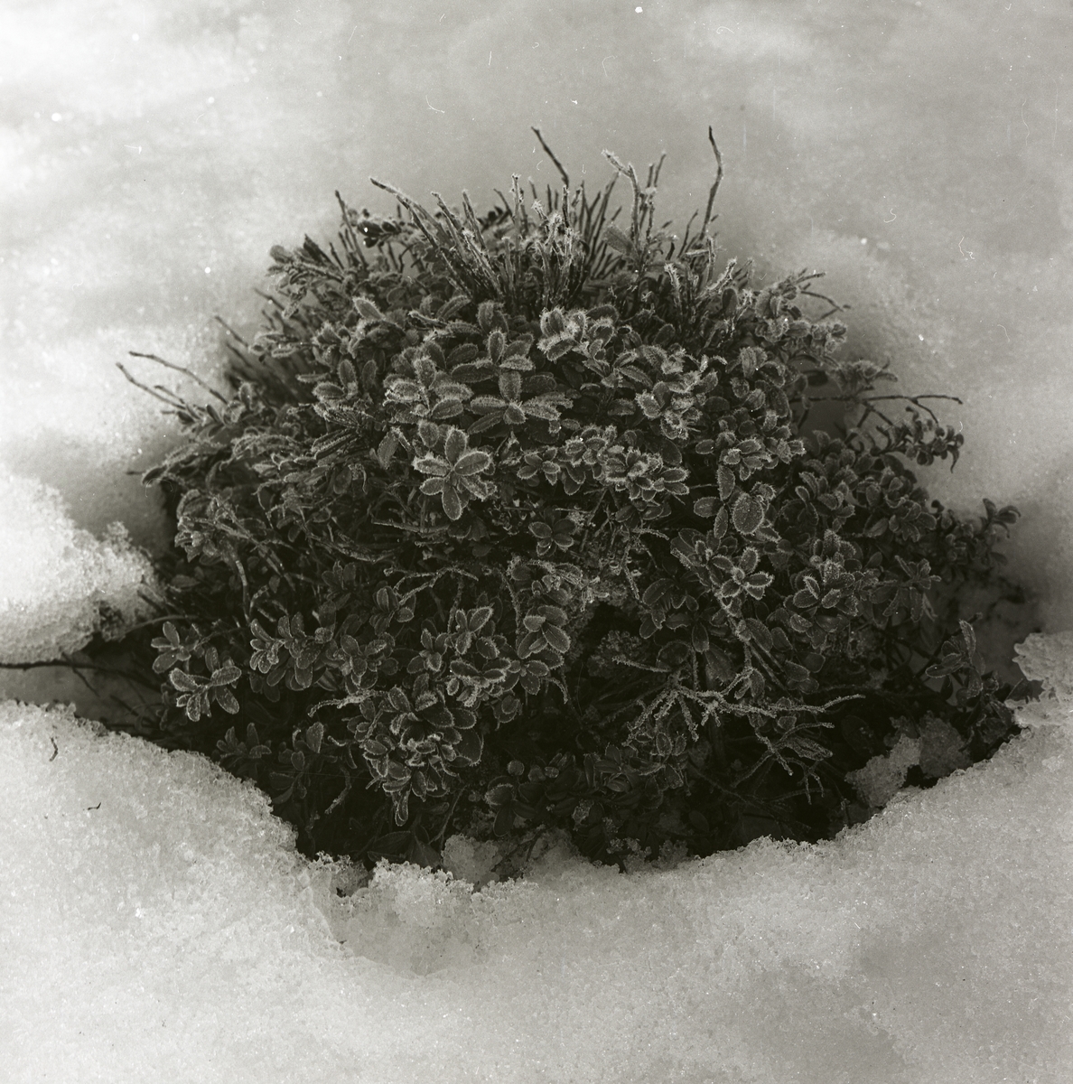 En lingonristuva sticker upp ur snön, februari 1961.