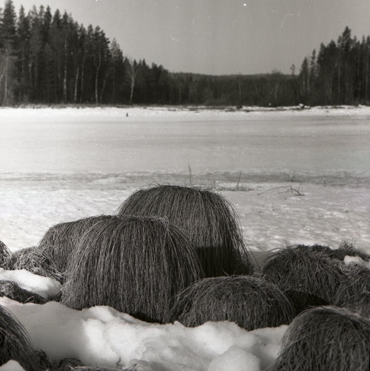 Uppstickande grästuvor på snötäckt mark med skog i bakgrunden.
