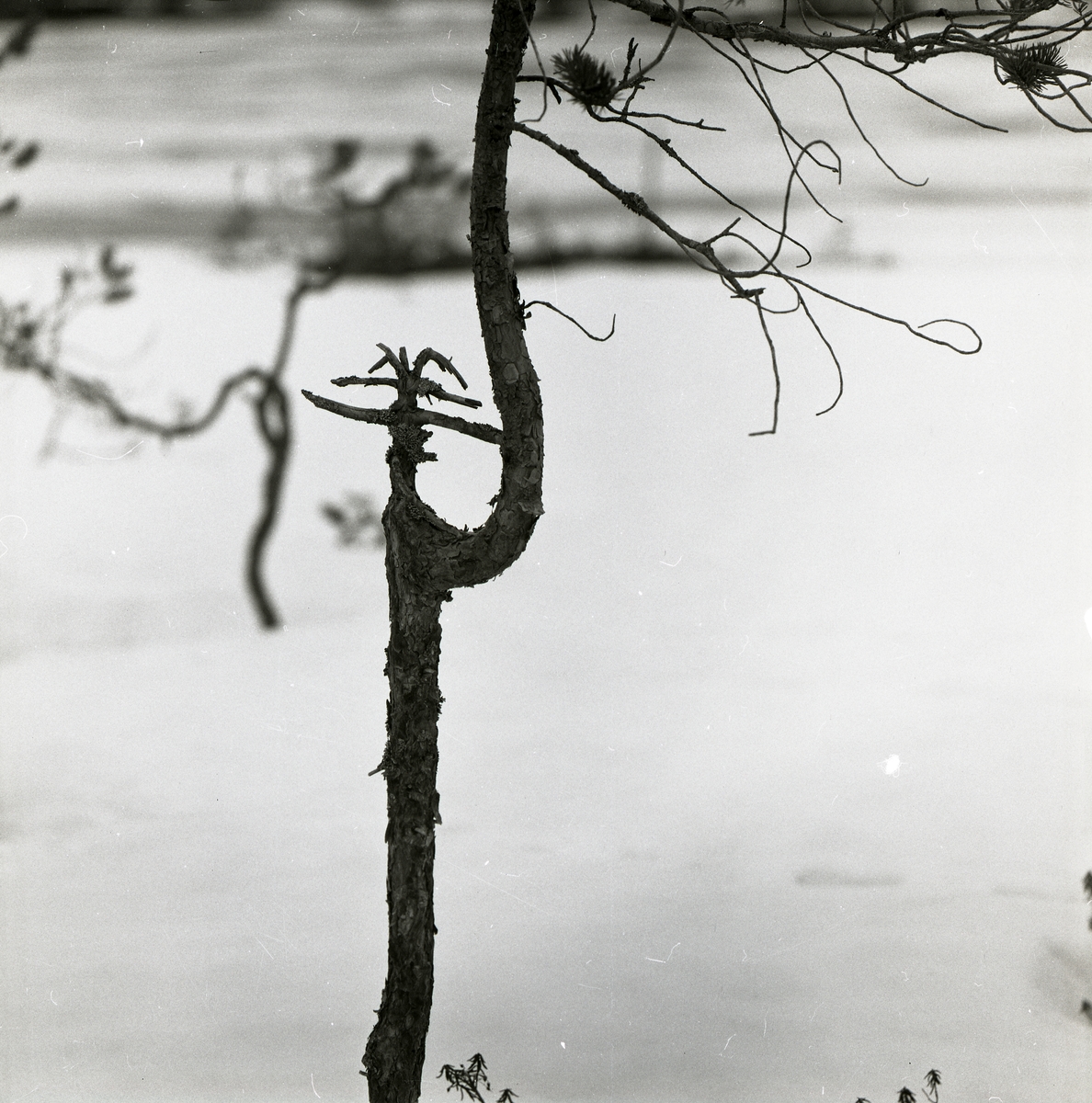 Ett träd med böjd trädstam och en kvisttäckt stump står intill Stråsjön, 7 april 1979.