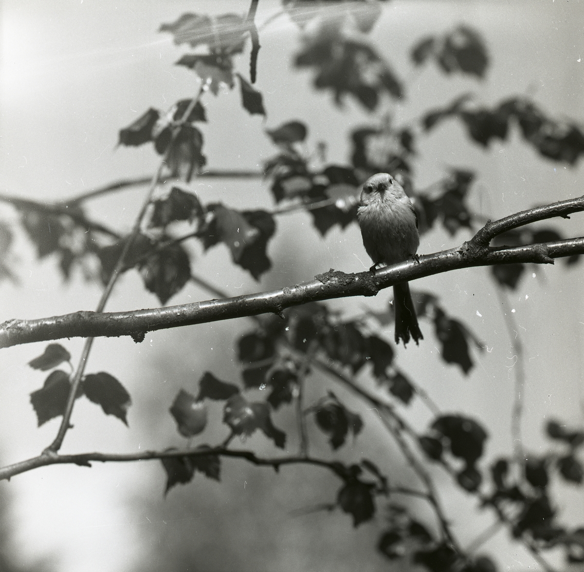 En stjärtmes sitter på en trädgren intill sitt bo den 31 maj 1964.