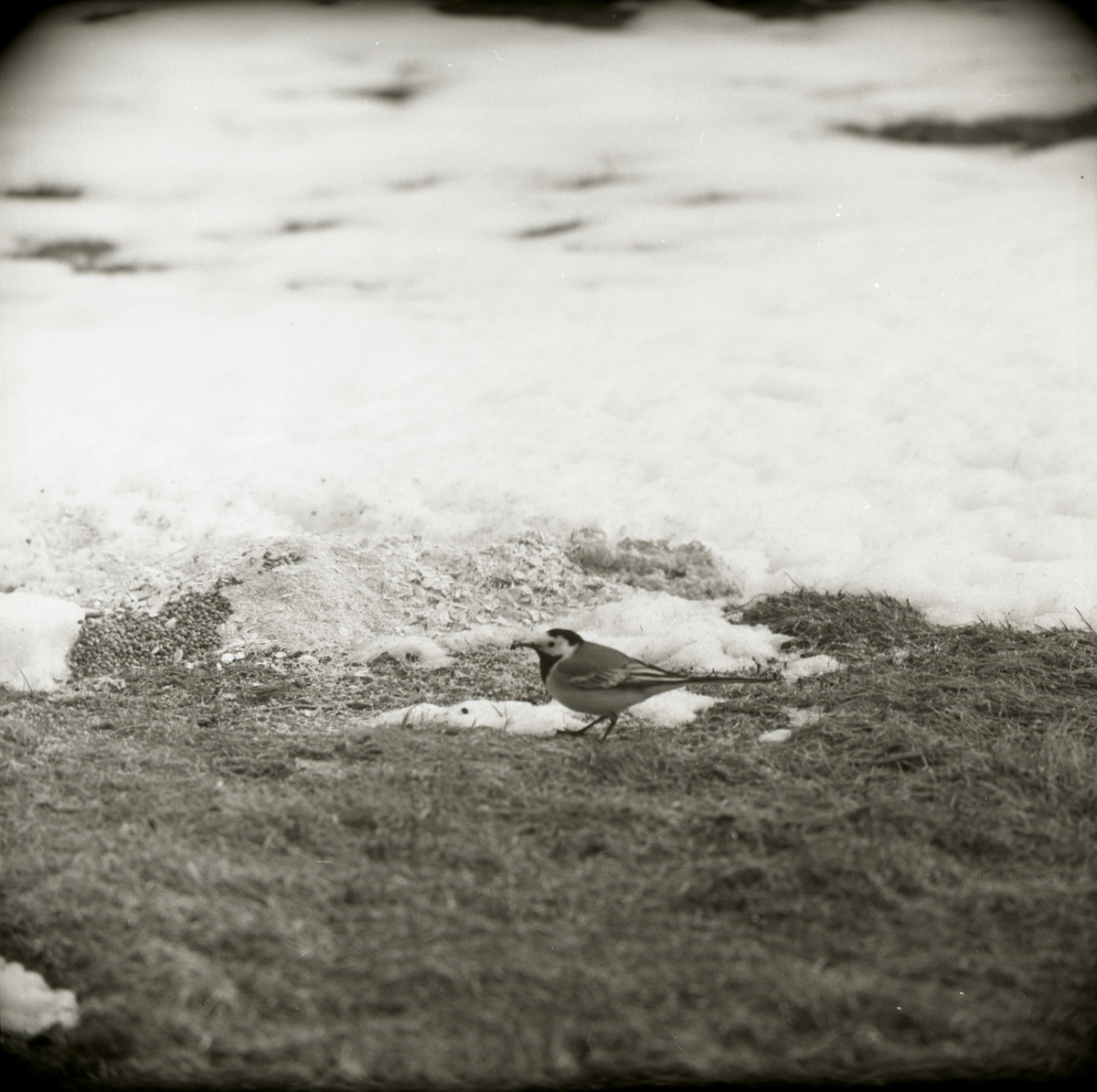 En sädesärla går runt bland snö och barmark med mat i näbben, maj 1967.