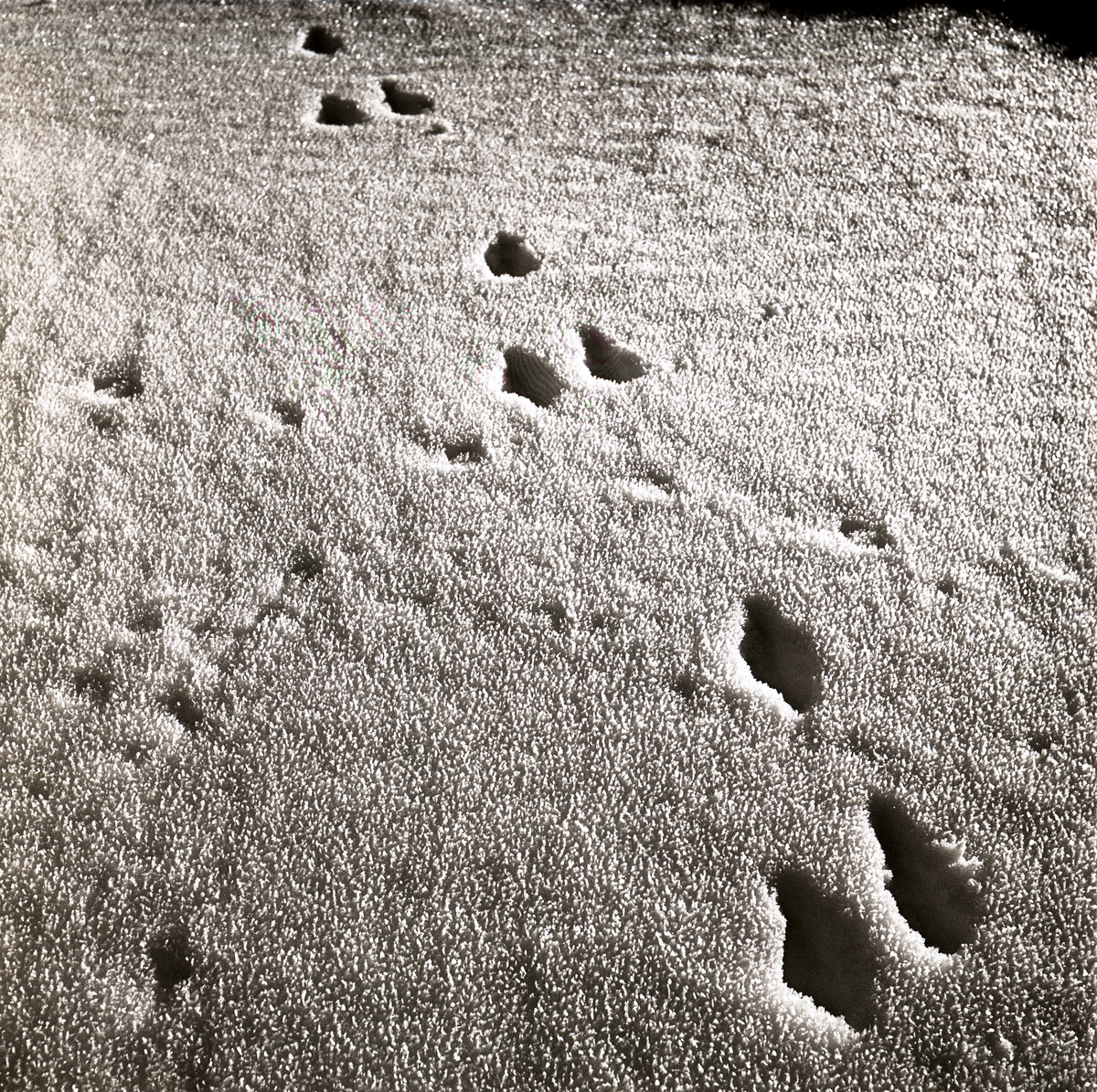 Harspår i snön, 10 februari 1959.
