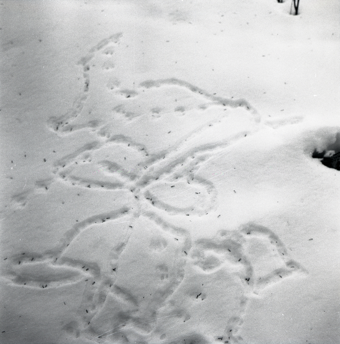 Zigzagformade musspår i snön, 1955.
