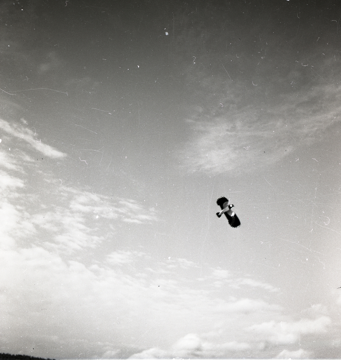 En flygande tofsvipa, maj 1950.