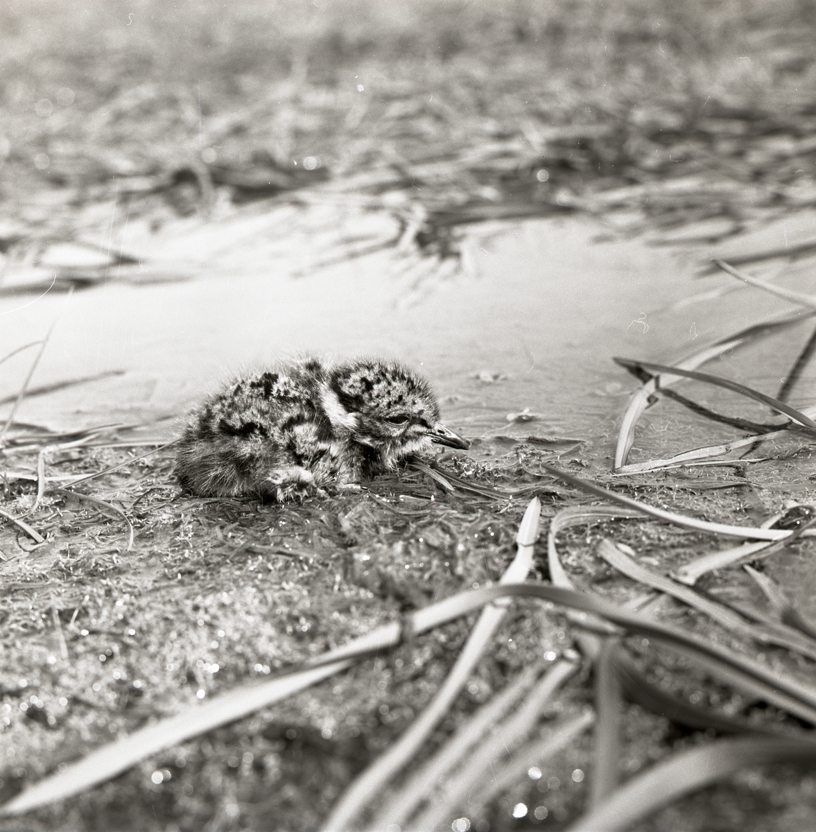 En tofsvipeunge ligger på marken vid Broddens, maj 1961.
