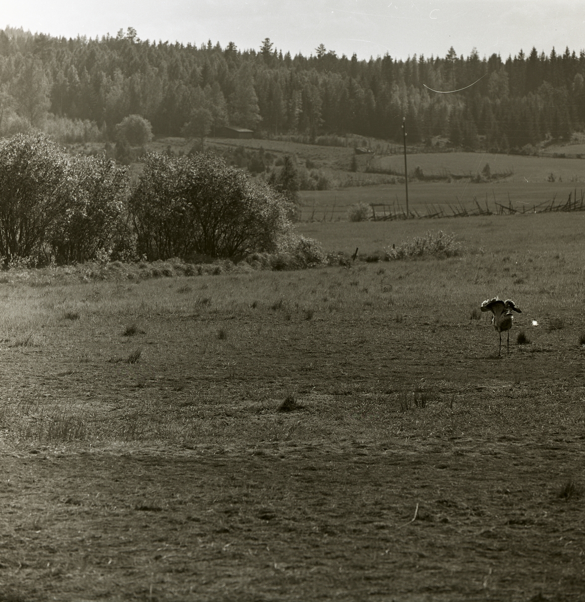 En trana står på en åker vid gården Broddens, 4 juni 1961.