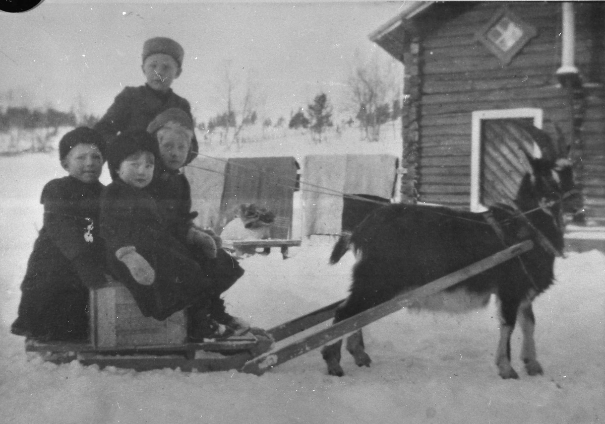 Barn på slede trukket av geitebukk. Oskar, Marit Slaaen. Anna Klemetplass, stående Trygve K.