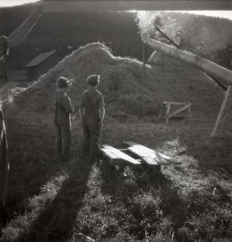Två pojkar står och tittar på ett rör som blåser ut hö på en hög, 1941.