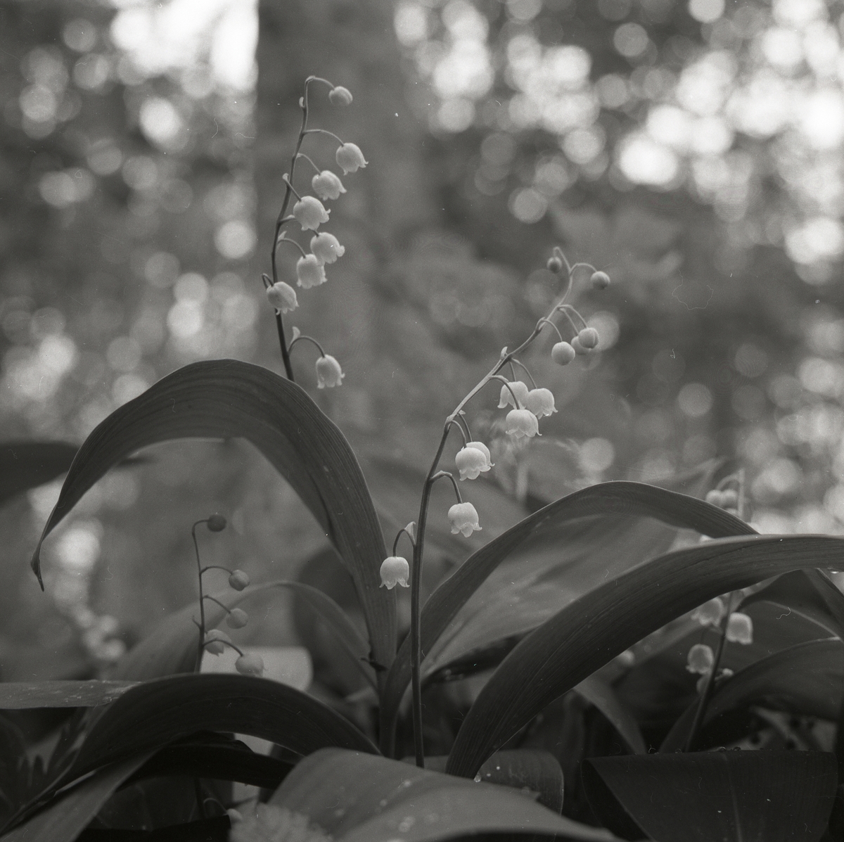 Som dinglande små klockor hänger liljekonvaljens blommor från stjälken, 17 juni 1956.