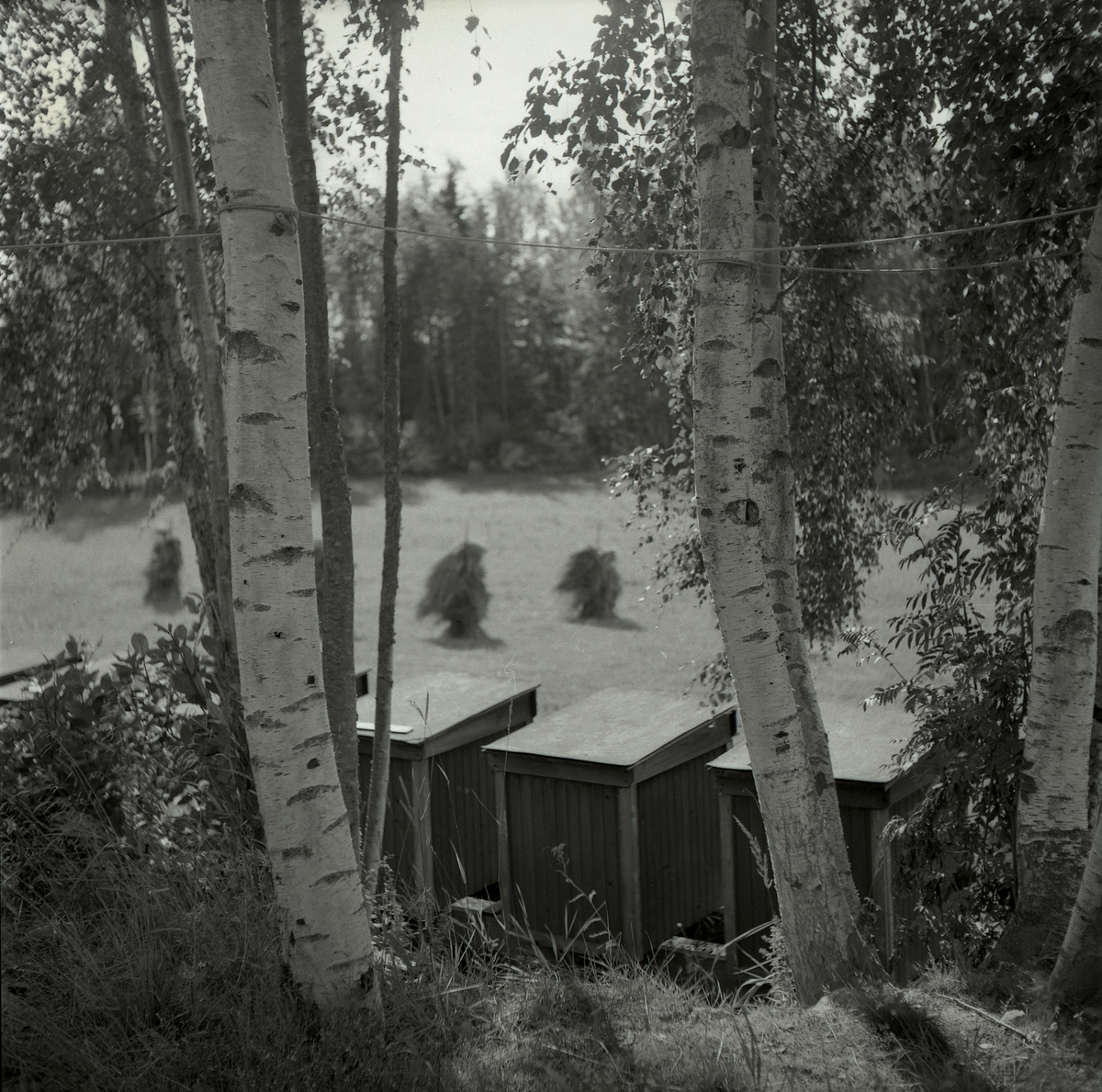 Några bikupor står i en björkbacke i Enånger, 28 augusti 1952.