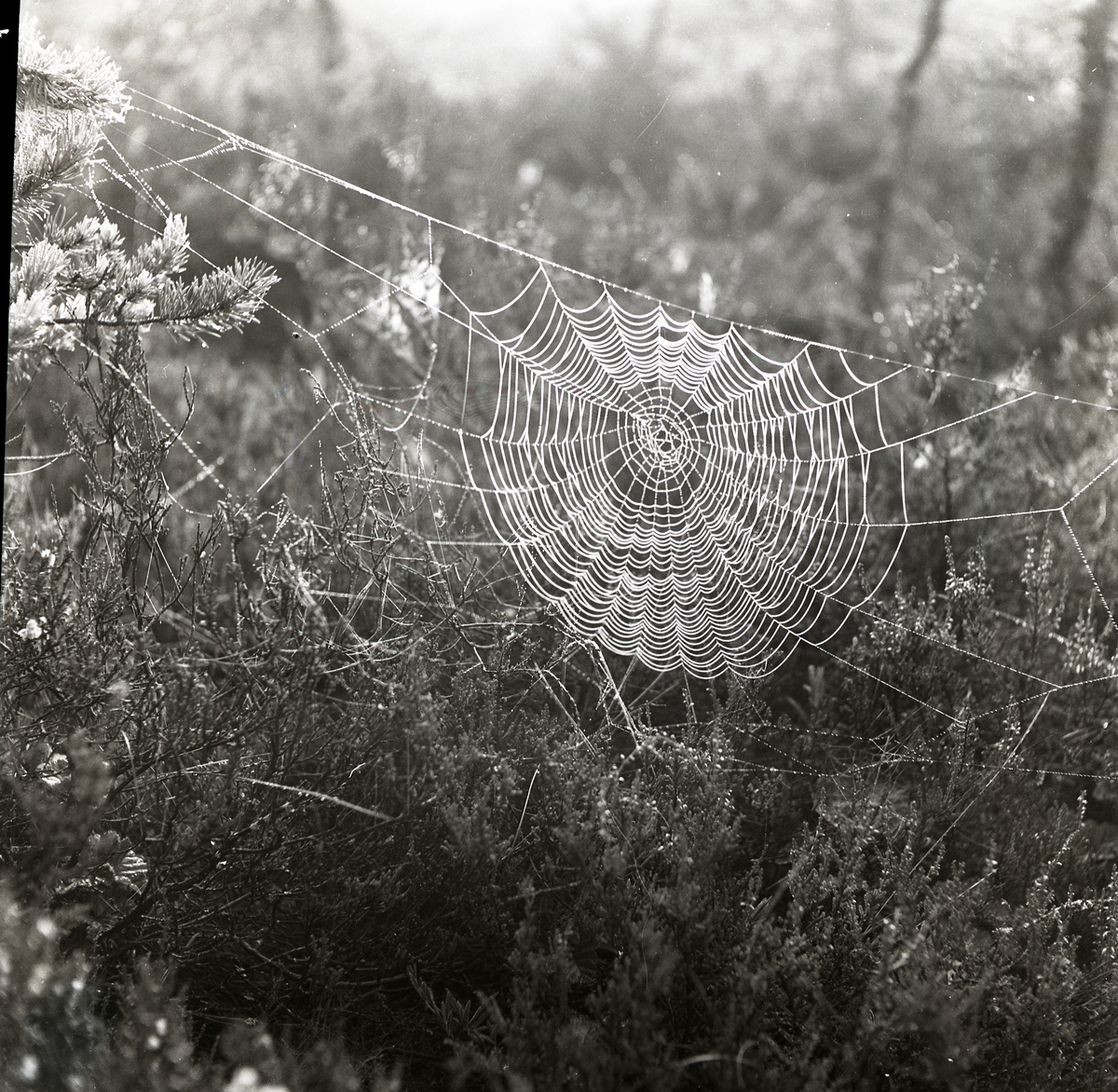 Närbild på spindelväv med daggdroppar, cirka 1950.