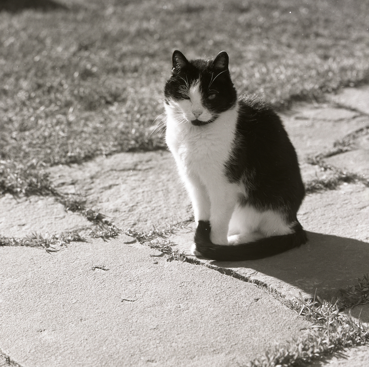 En katt sitter i solen på en stengång.