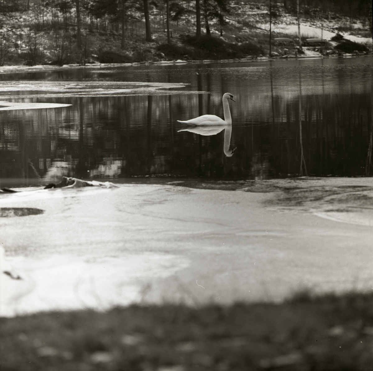 En sångsvan simmar bland några isflak, 1953.