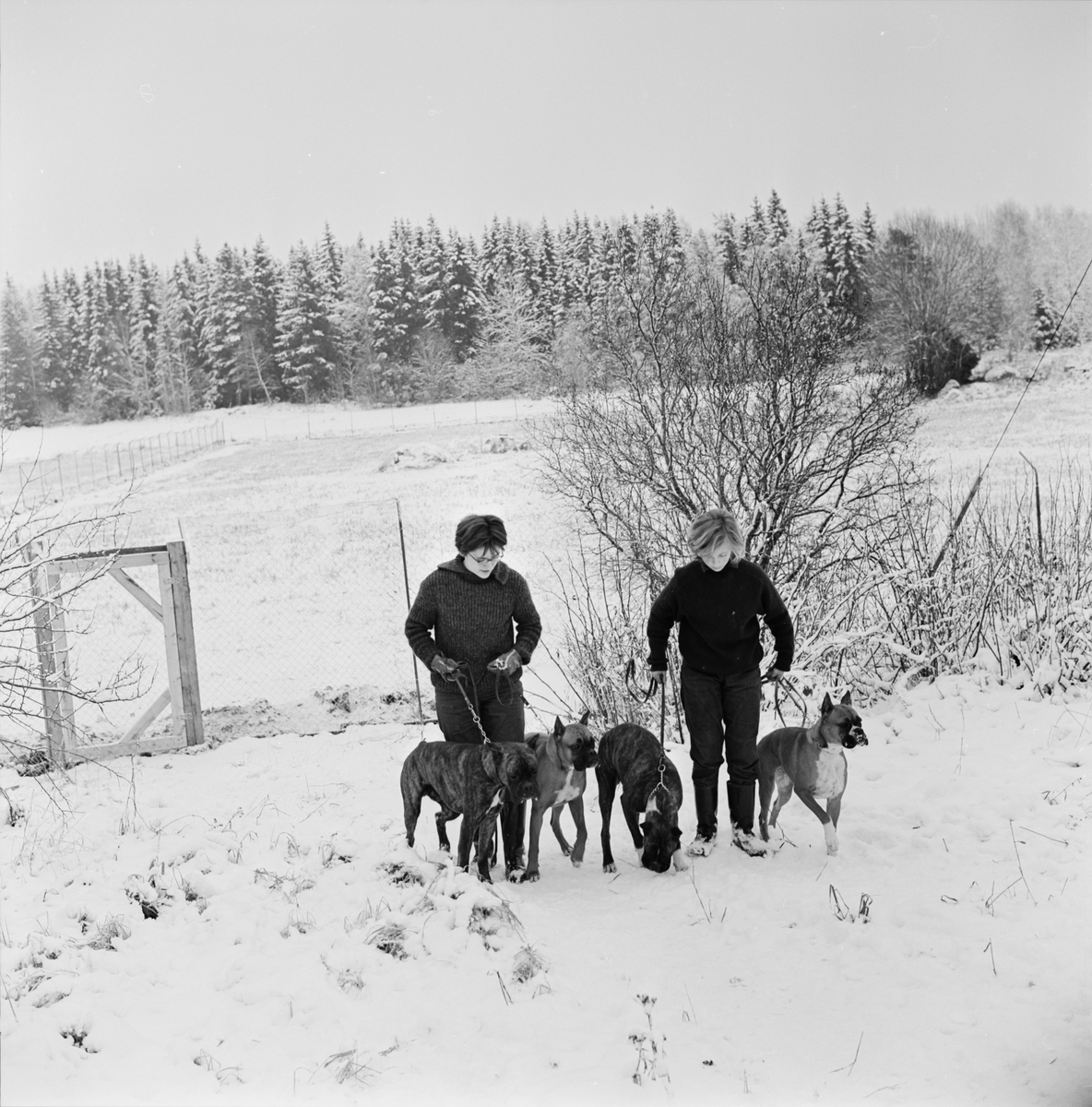 Rastning av boxerhundar, Raggboda hundpensionat, Skyttorp, Uppland 1962