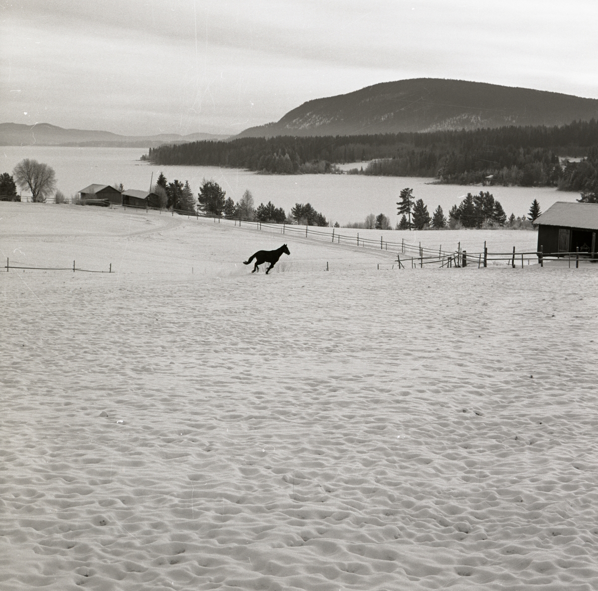 En vacker utsikt över berg, lador, och en häst som springer i hagen, 4 december 1970 i Undersvik.