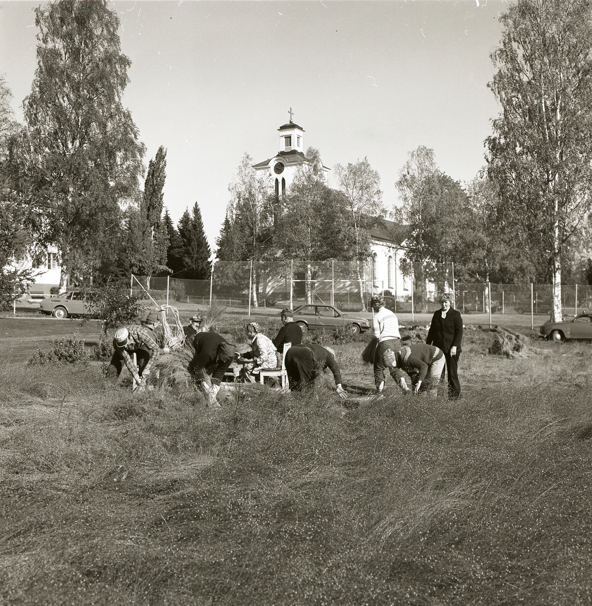 En grupp människor arbetar med linrivning vid gården Krigs intill en väg där bilar står parkerade. I bakgrunden syns Rengsjö kyrka. 1 oktober 1983.