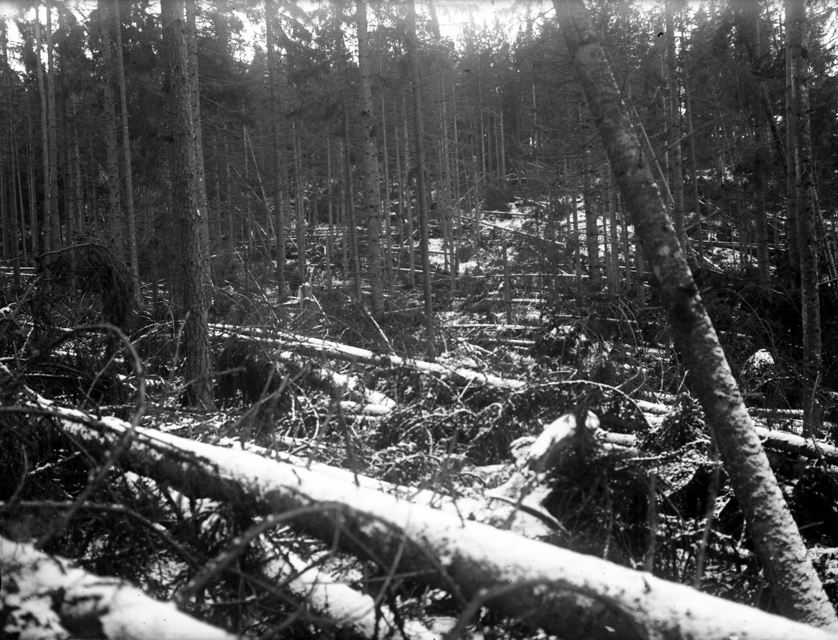 Eventuellt resultatet av en snöstorm 1923. Troligtvis i skogen runt Österbodarne.