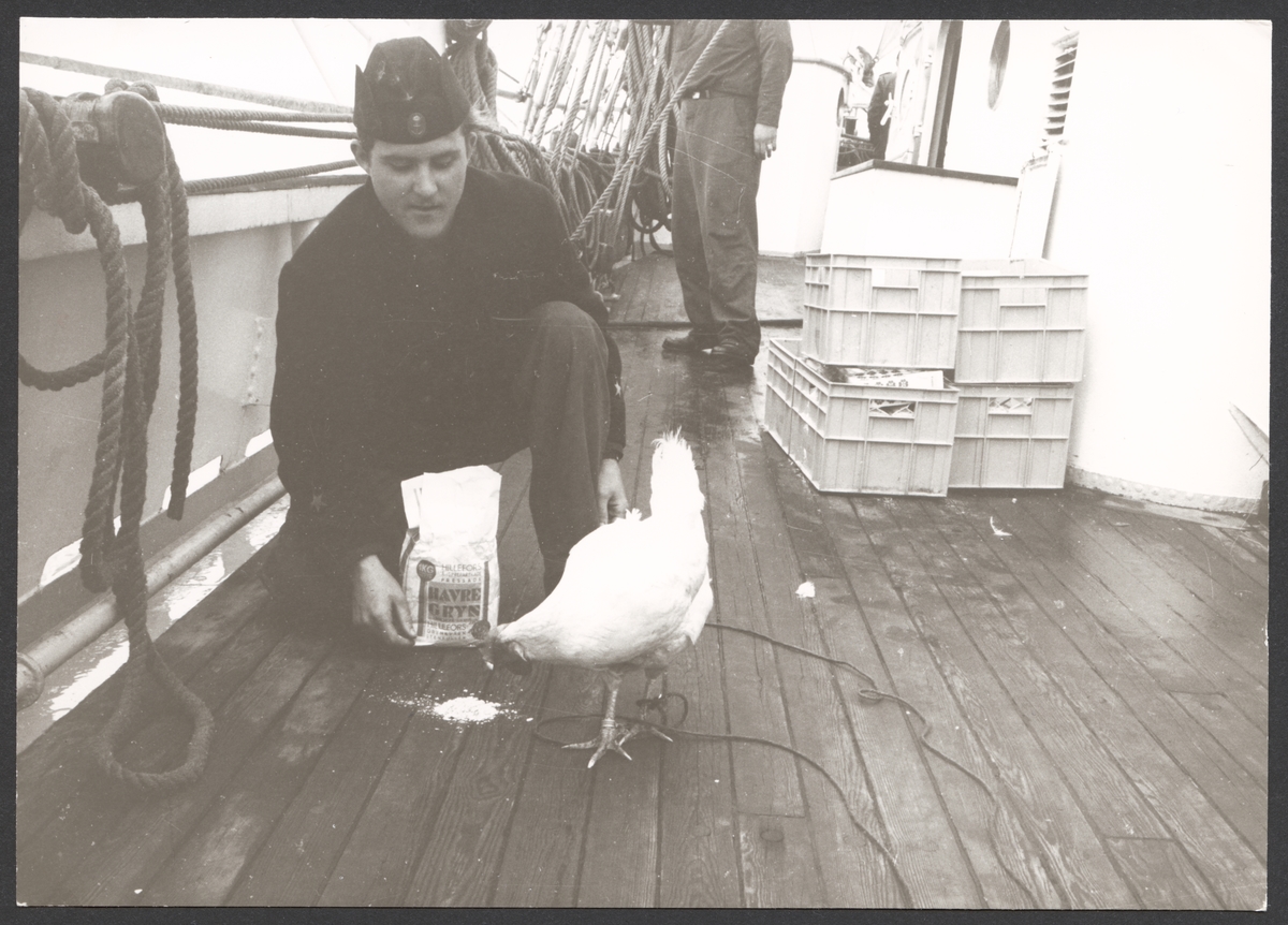 Porträtt av sjöman som håller på att mata ett höns ombord på Marinens skolfartyg Gladan sommaren 1968. Han har hällt en liten hög havregryn på däcksplankorna. Hönsen är fastbunden med ett snöre runt benen.