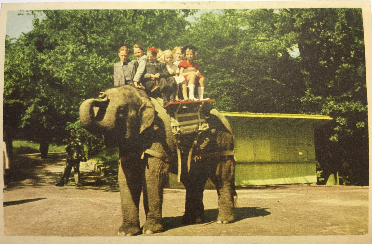 Vykort från Skansens. Barn som rider på elefanten Bambina.