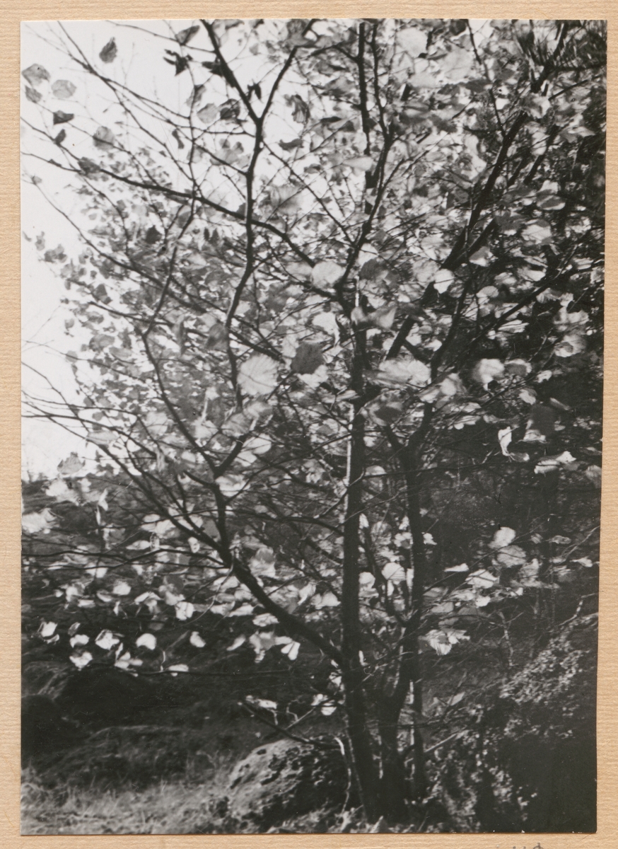 Bilden visar en hasselnötsbuske i hösten.