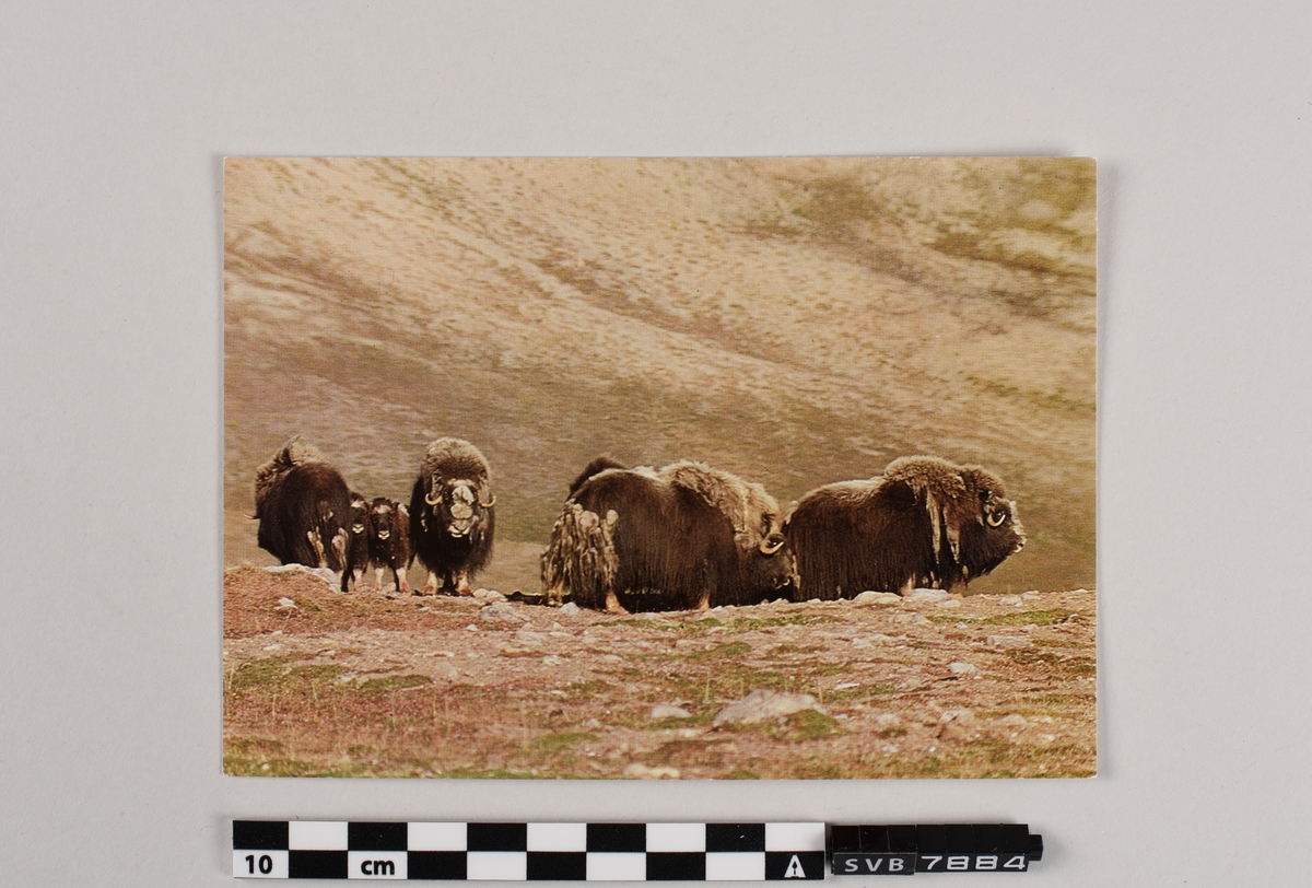 Rektangulær kort av litt tykkere papir, kartong.
På framsiden er det et trykt foto av landskap med dyr.  På baksiden er det trykt tekst.