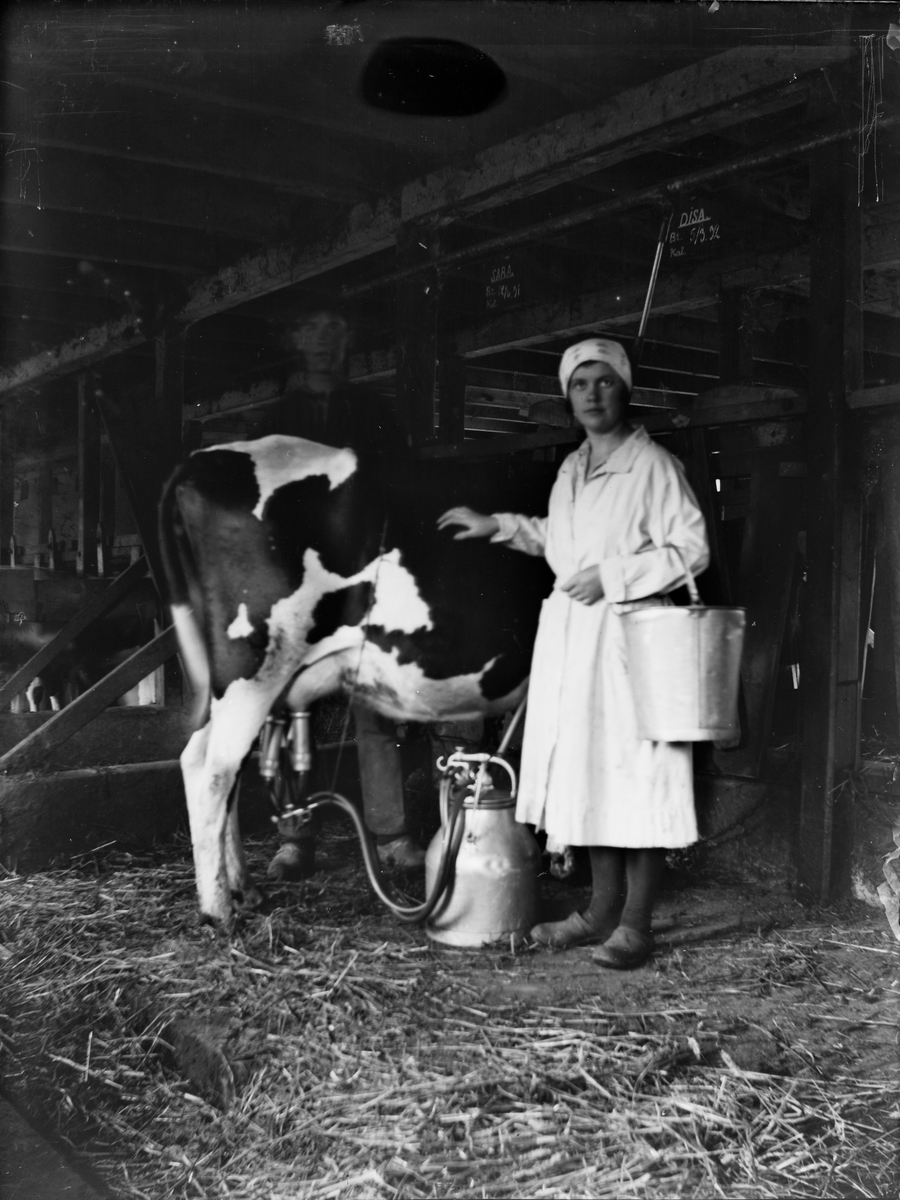 Pigan Jenny Lidberg står vid en ko som är kopplad till en mjölkmaskin. Jenny har en stor hink på armen. Bilden är troligen tagen i Jonsjö ladugård.
