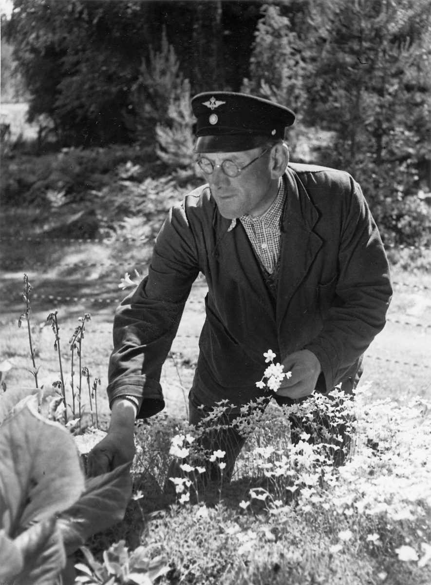 Banvakten Erik Johansson plockar blommor vid Statens Järnvägars trädgårdsanläggning i Iskarboda.