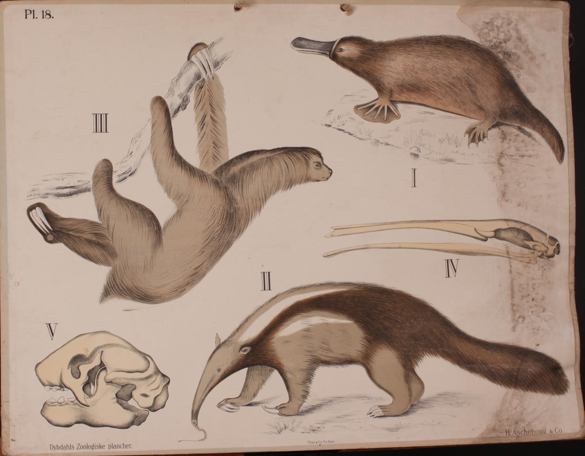 Motivet viser dovendyr, maursluker, nebbdyr og to kranier.